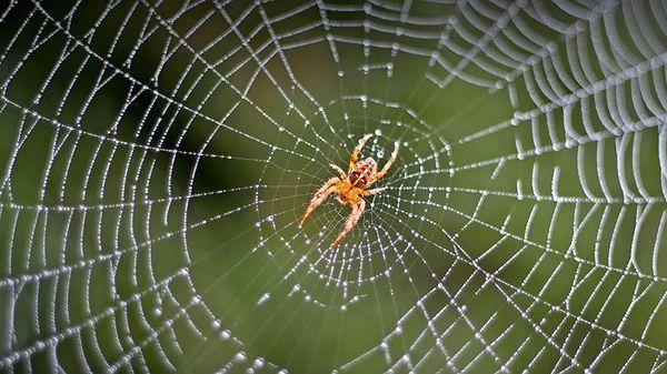 13. Örümcekler neden kendi ağlarına yapışmazlar?