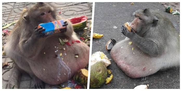 Dört Aydır Kayıp Olan Birçok İnsanın Sevgilisi Obez Maymun 'Uncle Fatty'nin Öldüğü Düşünülüyor!