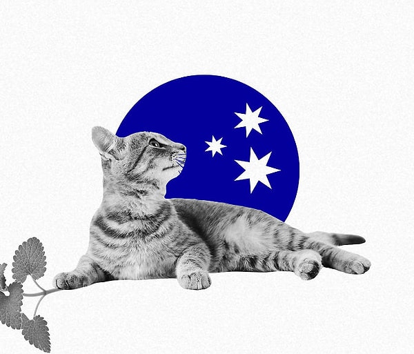 14. Большинство австралийских кошек не реагируют на кошачью мяту