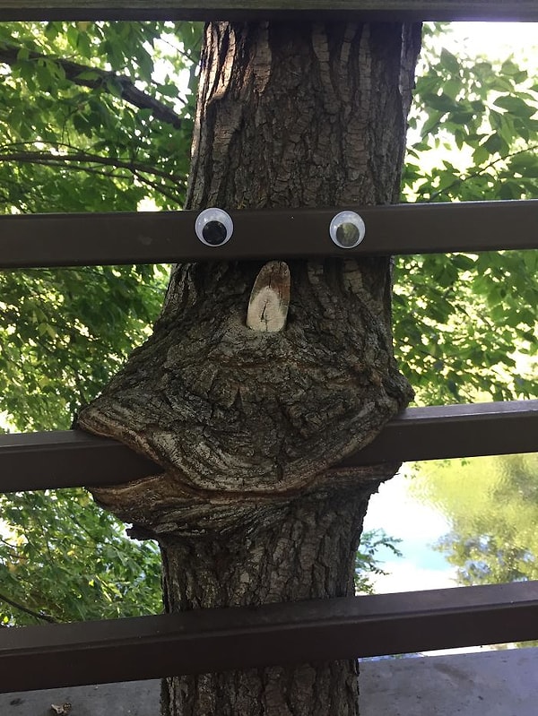 9. Кто-то наклеил глаза на дерево, "обедающее" перилами моста