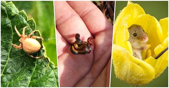 Gezegenimizdeki Çeşitli Hayvanların Birbirinden Minnoş Yavrularını Görünce Çok Şaşıracaksınız!