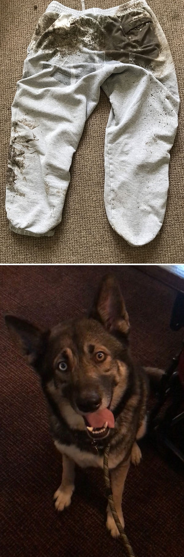 1. Он увидел белочку и протащил хозяина по грязи на попе.