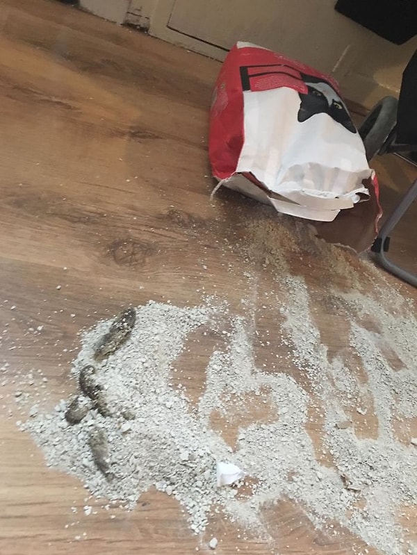 2. Кот не смог добраться до лотка, потому что хозяева случайно закрыли дверь туалета на всю ночь, так что решил порвать упаковку с наполнителем и накакал сверху.