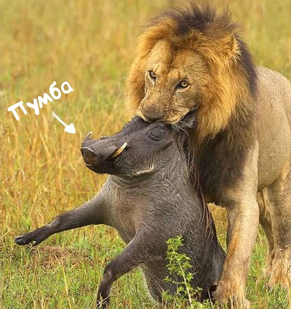 12. Король Лев