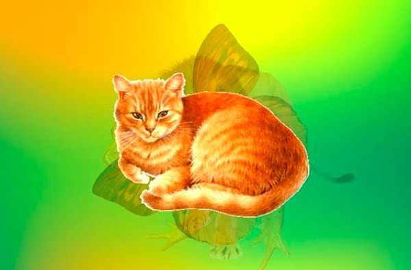 Вы увидели кота: