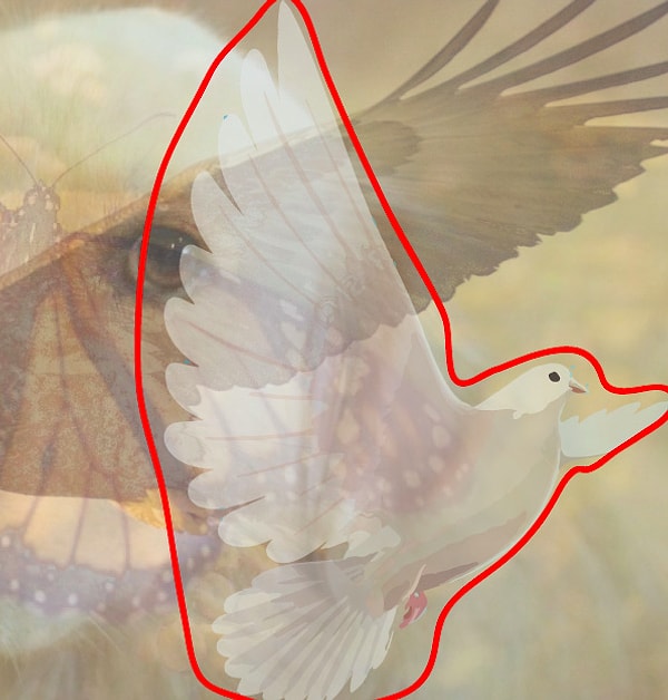 Вы увидели голубя: