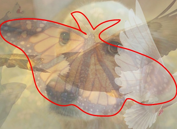 Вы увидели бабочку: