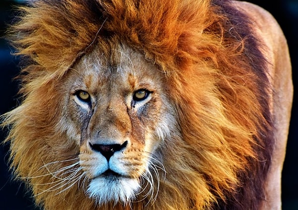 8. По какому признаку, согласно латинской пословице, узнают льва?