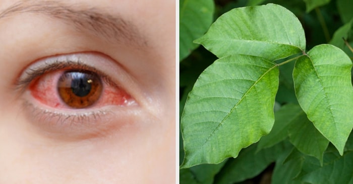 Тест: В этой подборке 8 страшно ядовитых растений и одно безвредное. Сможете его найти?