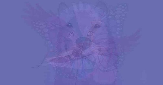 Тест: Мы узнаем, что вы за человек, после того как вы выберете животное, которое увидели первым