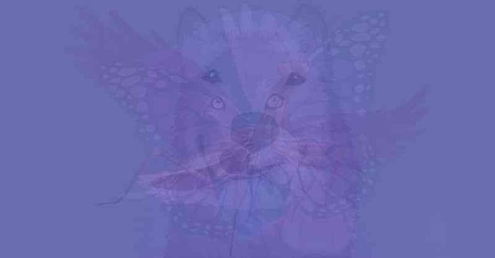 Тест: Мы узнаем, что вы за человек, после того как вы выберете животное, которое увидели первым