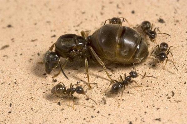 14. Kraliçe karıncalar 30 yıla kadar yaşayabilirler.