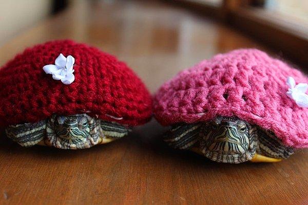 8. "Arkadaşımın annesi, kaplumbağalarım için bunları örmüş."