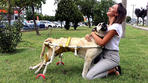 Terk Etmedi, Sahip Çıktı: Tüfekle Vurulan Köpeğinin Yürümesi İçin Plastik Borulardan Yürüteç Yaptı