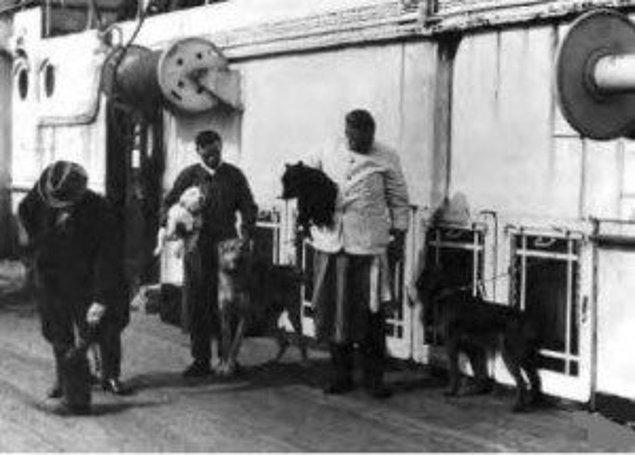 7. Titanik 1912'de battığında 3 köpek hayatta kalmıştı. Bu köpekler sahipleriyle birinci sınıf kabinlerde kalıyorlardı.
