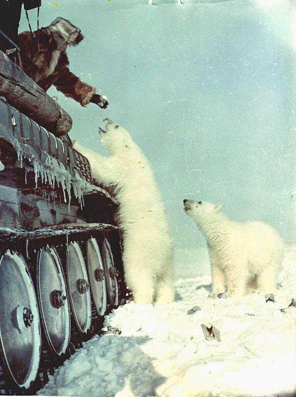 11. Sovyet askerleri kutup ayılarını beslerken