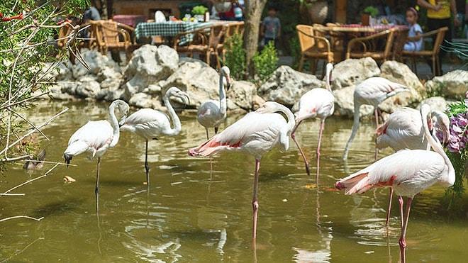 'Süs Havuzundaki Flamingolar' Hakkında Veteriner Hekim Görüşü: 'Tüyleri Kesilmemiş Olsaydı Çoktan Oradan Giderlerdi'