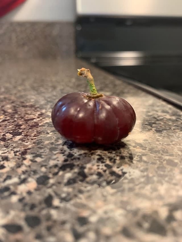 4. А это виноградинка-тыква...