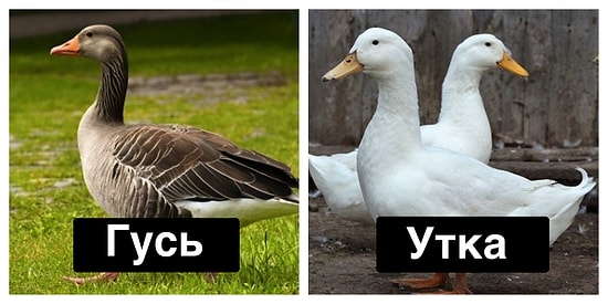 Тест: Способны ли вы отличить похожих между собой животных?