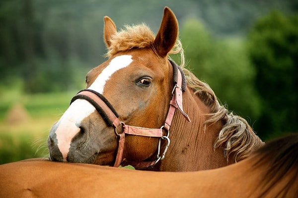 5. В каком произведении лошадь рассказывает о своей жизни?