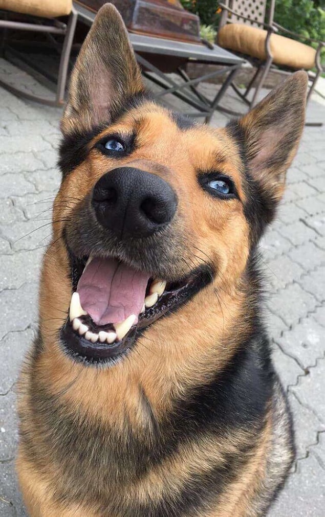 2. Husky + Alman Çoban Köpeği