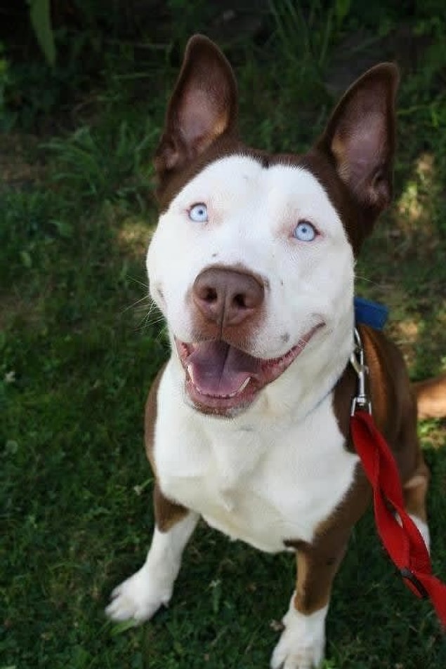 5. Husky + Pit Bull (Pitsky)