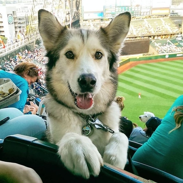 9. Husky + Malamut (Alusky)