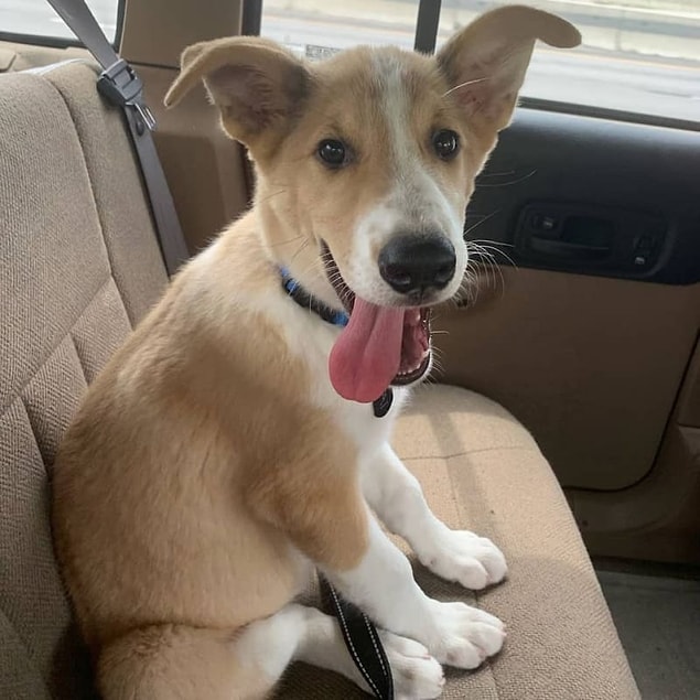 13. Husky + Border Collie + Labrador