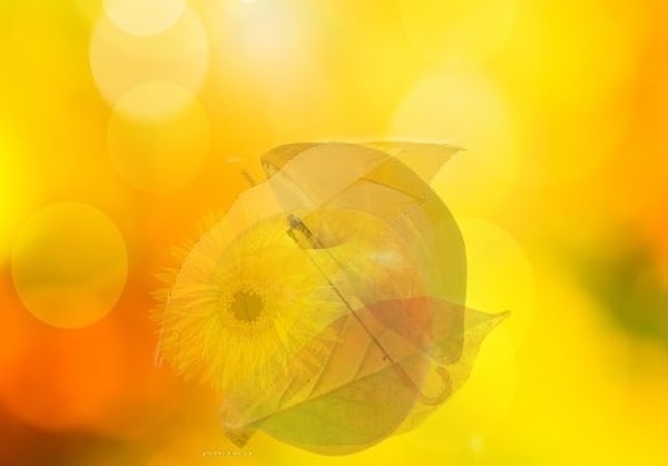 Неожиданные встречи