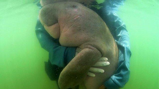 Deniz ineği, kendisini kurtaran dalgıçlara "sarıldığı" fotoğrafının sosyal medyada yayılmasıyla, dünyaca tanınır olmuştu.