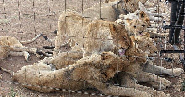 Yaklaşık 300 tesiste 8.000 ila 12.000 aslan tutsak tutuluyor. Bu tesislerde aslanlar esir yetiştiriliyor.
