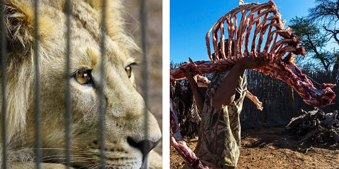 İktidarsızlığa İyi Geldiği Düşünüldüğü İçin Para Avcılarının Yeni Hedefi Olan Aslan Kemiği Ticareti