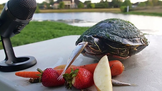 Sevdiği Yiyecekleri Yiyen Kaplumbağadan Müthiş ASMR Videosu!