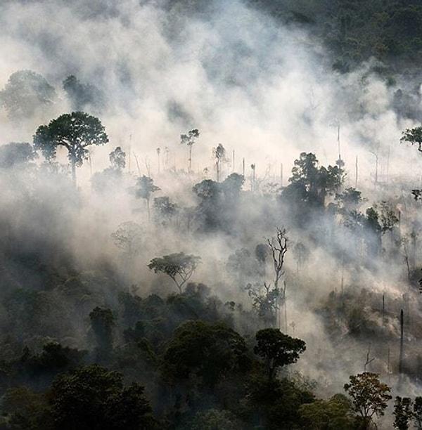 Organizasyon, aktivistlerin "gezegenin akciğerleri" olarak tanımladığı ormanlar için bağış çağrısında da bulundu.