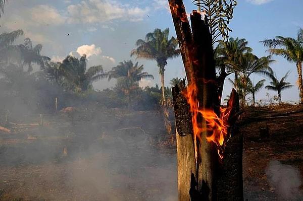 Çevreciler, oluşan çoğu yangının, çiftlik sahiplerinin ve baltacıların, bölgelerini "kesme ve yakma" yöntemi ile temizlemeye çalıştıkları için meydana çıktığını belirtti.
