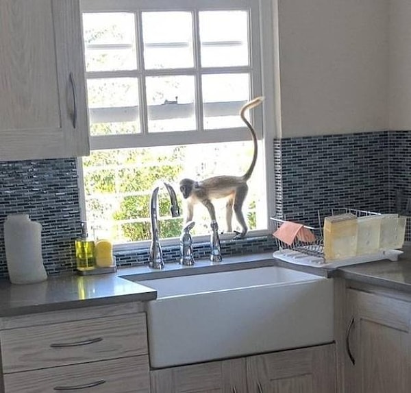 16. Есть че по бананам?