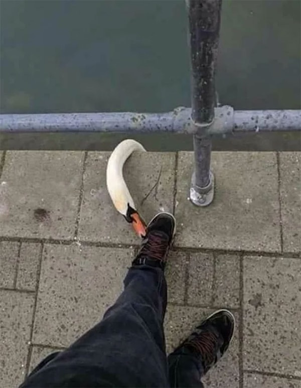 32. Прекрасный лебедь. Ага