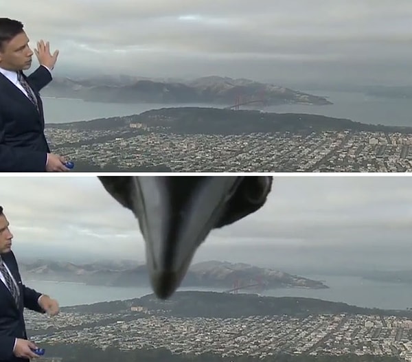 33. Говорю же вам, птицы ведут себя как засранцы!