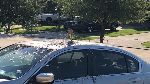 40. Этим утром ястреб использовал мою машину в качестве тарелки