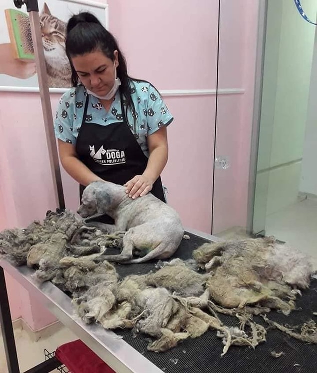 'Süpürge' adı verilen köpek, tıraş edildikten sonra 10 kilodan 6,5 kiloya düştü. Temizlenip, bakımı yapılan, kan değerleri normal çıkan ve geçici olarak gönüllü hayvanseverin evinde bakılan köpek, sahiplendirilmeyi bekliyor.