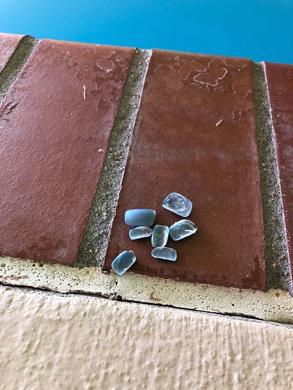 19. "Меня чуть не стошнило, когда я нашел вот это возле бассейна отеля, где я остановился."