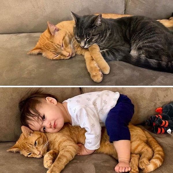 6. По некоторым причинам этот котяра научился спать с открытыми глазами :)