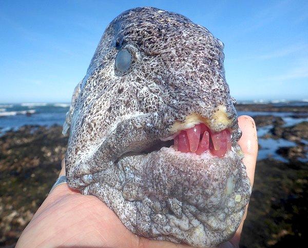 2. Kırmızı deniz kestanesi yediği için dişleri pembe kuvars taşını anımsatan bir kurt yılan balığı