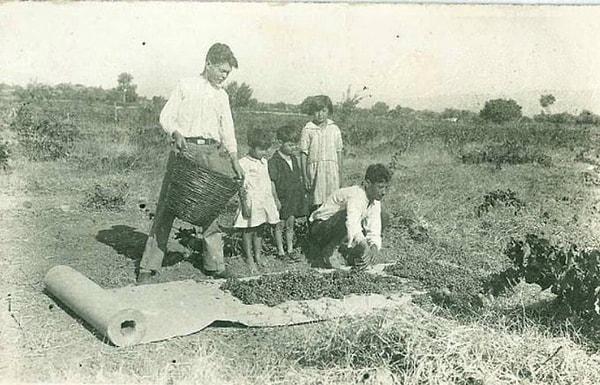 15. Turgutlu'da üzüm kurutan bir aile, Manisa, 1930.