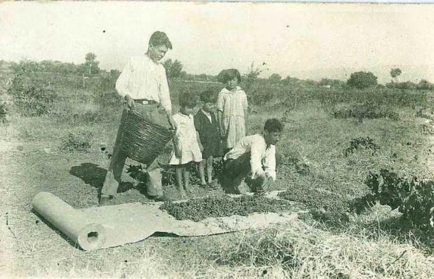 Turgutlu'da üzüm kurutan bir aile, Manisa, 1930.