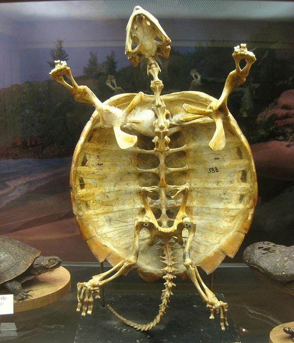 8. Kaplumbağalar kabuklarından tamamen kurtulamazlar.