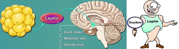 "Doygunluk hormonu", Leptin ise grelinin tam tersi: