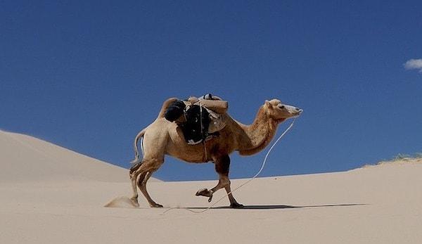4. Google, çöllerdeki 'sokak görünümü'nü elde etmek için deve kiralıyor.