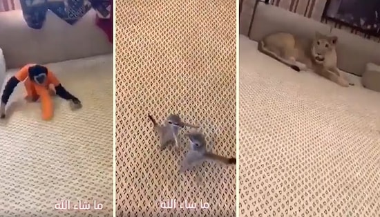 Aslan, Oğlak, Maymun, Mirket ve İnsanın Bir Arada Yer Aldığı İlginç Anlar!