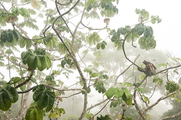 7. Panama'nın Soberania Ulusal Parkı’nda üç parmaklı tembel hayvan ipekböceği güvesi bulunan bir ağaçta oturuyor.
